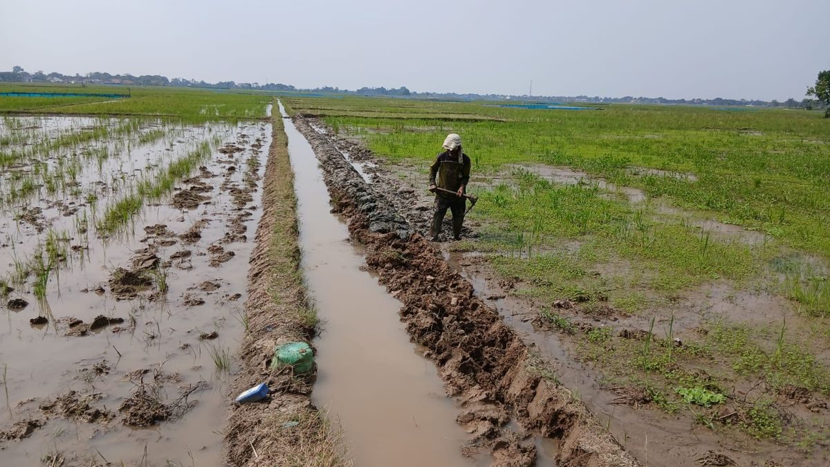 Petani Salamdarma Tebar Benih, Produksi Padi Dongkrak Musim Tanam Kedua