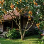 Pohon Buah Andalan Petani untuk Halaman Rumah Pedesaan
