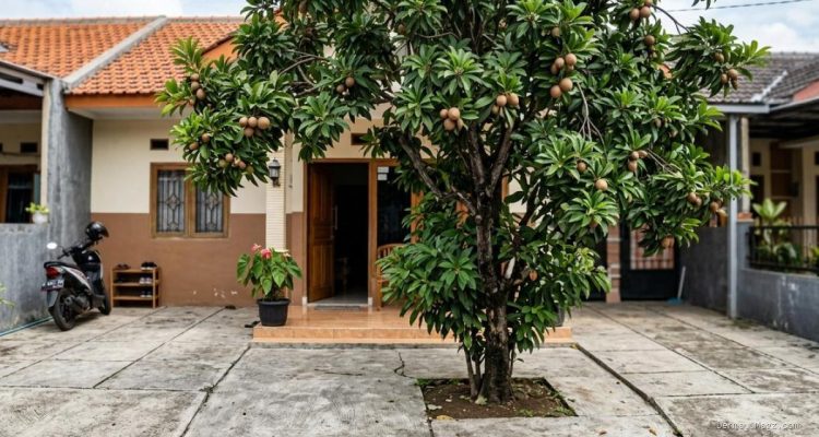 Pohon Buah Berakar Lembut, Aman untuk Lantai Beton Jangka Panjang dan Halaman Anda