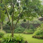 Pohon Buah Minim Hama, Solusi Praktis untuk Kebun Anda