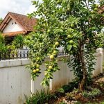 Pohon Buah Pagar: 15 Pilihan Aman untuk Pekarangan Anda