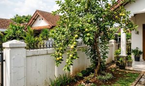 Pohon Buah Pagar: 15 Pilihan Aman untuk Pekarangan Anda