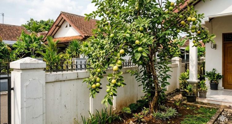 Pohon Buah Pagar: 15 Pilihan Aman untuk Pekarangan Anda