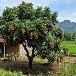 Pohon Buah Tahan Angin untuk Rumah Pinggir Sawah, Aman Cuaca Ekstrem