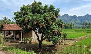 Pohon Buah Tahan Angin untuk Rumah Pinggir Sawah, Aman Cuaca Ekstrem