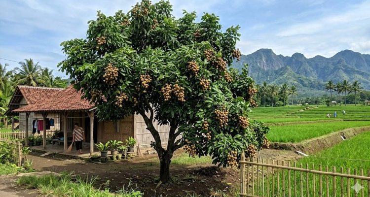 Pohon Buah Tahan Angin untuk Rumah Pinggir Sawah, Aman Cuaca Ekstrem