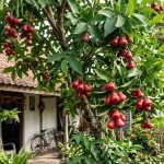 Pohon Buah Tahan Panas untuk Halaman Rumah Menghadap Barat