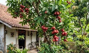 pohon-buah-tahan-panas-untuk-halaman-rumah-menghadap-barat-94123 Pohon Buah Tahan Panas untuk Halaman Rumah Menghadap Barat