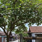 Pohon Buah yang Aman Ditanam Dekat Sumur dan Tidak Merusak