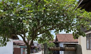Pohon Buah yang Aman Ditanam Dekat Sumur dan Tidak Merusak