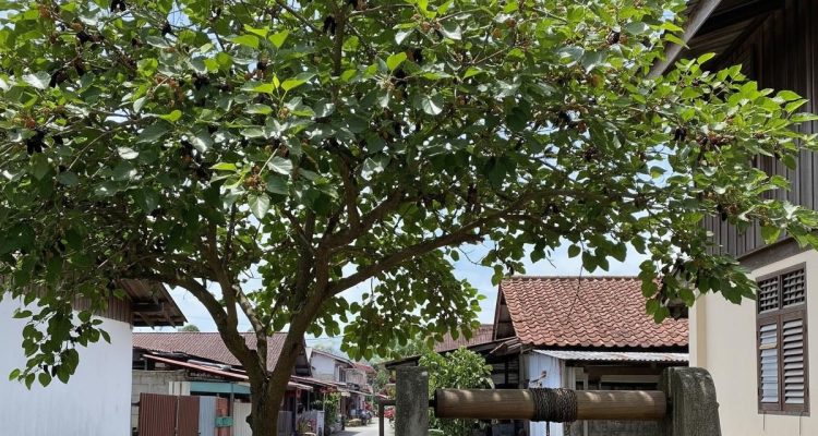 Pohon Buah yang Aman Ditanam Dekat Sumur dan Tidak Merusak