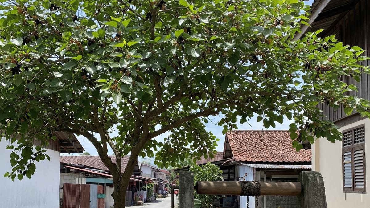 Pohon Buah yang Aman Ditanam Dekat Sumur dan Tidak Merusak