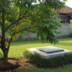 Pohon Buah yang Tepat untuk Dekat Septic Tank di Lahan Terbatas