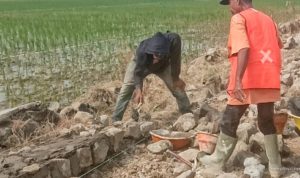 Proyek Rekonstruksi Sukamelang-Kedokan Gabus: TPT Diduga Tak Sesuai RAB