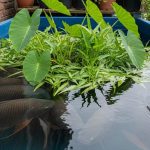 Rekomendasi Ikan Lauk Tangguh untuk Segala Cuaca