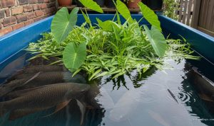 rekomendasi-ikan-lauk-tangguh-untuk-segala-cuaca-83488 Rekomendasi Ikan Lauk Tangguh untuk Segala Cuaca