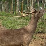 Rekomendasi Tempat Wisata Bogor: Edukatif hingga Glamping Estetik