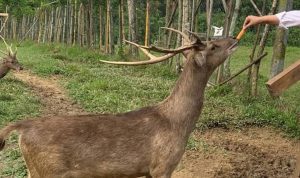 Rekomendasi Tempat Wisata Bogor: Edukatif hingga Glamping Estetik
