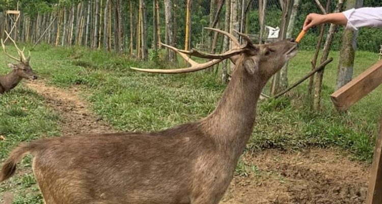 Rekomendasi Tempat Wisata Bogor: Edukatif hingga Glamping Estetik