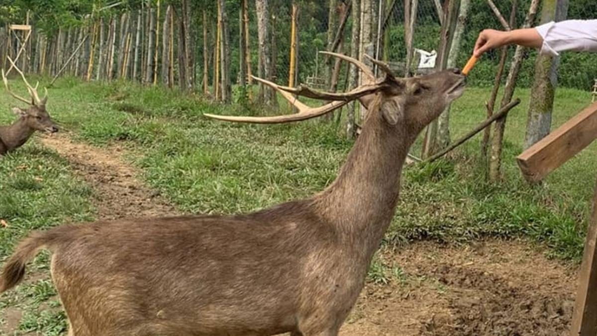 Rekomendasi Tempat Wisata Bogor: Edukatif hingga Glamping Estetik