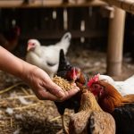 Resep Pakan Fermentasi Ayam Kampung Hemat Biaya dan Bernutrisi