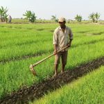 Serangan Hama Massal Bikin Petani Bawang Merah Patrol Lor Terancam Gagal Panen