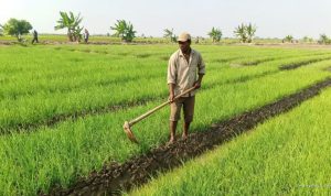 Serangan Hama Massal Bikin Petani Bawang Merah Patrol Lor Terancam Gagal Panen