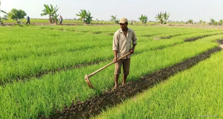 Serangan Hama Massal Bikin Petani Bawang Merah Patrol Lor Terancam Gagal Panen
