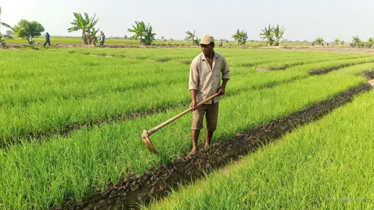 Serangan Hama Massal Bikin Petani Bawang Merah Patrol Lor Terancam Gagal Panen