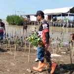 Tanam 1.000 Mangrove Indramayu: MPC Pemuda Pancasila Hijaukan Pantai, Jaga Negeri