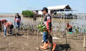 Tanam 1.000 Mangrove Indramayu: MPC Pemuda Pancasila Hijaukan Pantai, Jaga Negeri