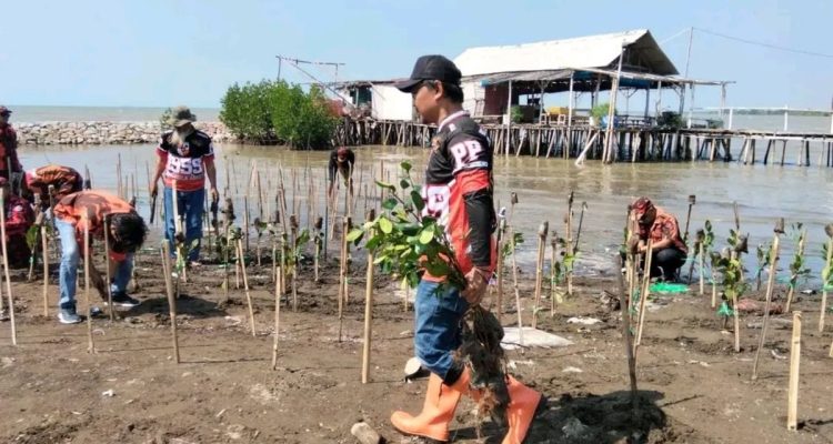 Tanam 1.000 Mangrove Indramayu: MPC Pemuda Pancasila Hijaukan Pantai, Jaga Negeri