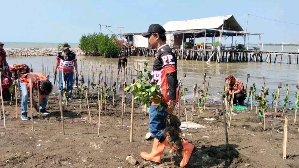 Tanam 1.000 Mangrove Indramayu: MPC Pemuda Pancasila Hijaukan Pantai, Jaga Negeri