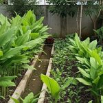 Tanaman Pangan Bernilai Investasi Jangka Panjang