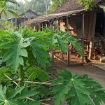 Tanaman Peneduh untuk Area Kandang yang Sejuk dan Nyaman