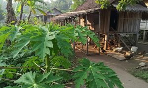 Tanaman Peneduh untuk Area Kandang yang Sejuk dan Nyaman