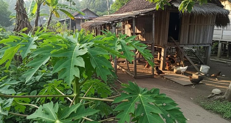 Tanaman Peneduh untuk Area Kandang yang Sejuk dan Nyaman