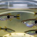 Ternak Ikan Cetol di Ember: 8 Langkah Mudah dan Manfaatnya