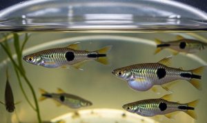 Ternak Ikan Cetol di Ember: 8 Langkah Mudah dan Manfaatnya