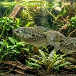 Ternak Ikan Sepat di Galon Bekas: Panduan Praktis untuk Pemula