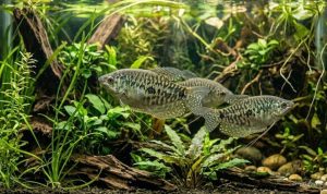 ternak-ikan-sepat-di-galon-bekas-panduan-praktis-untuk-pemula-38970 Ternak Ikan Sepat di Galon Bekas: Panduan Praktis untuk Pemula