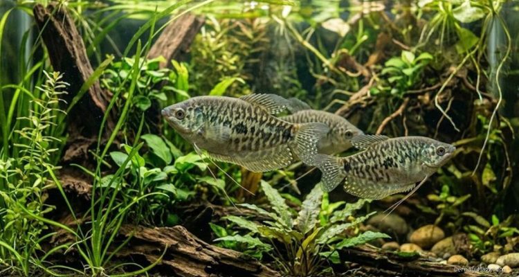 Ternak Ikan Sepat di Galon Bekas: Panduan Praktis untuk Pemula