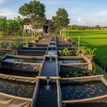 Ternak Mini Berbasis Irigasi Sawah: Peluang Usaha Menarik