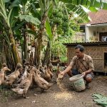 Ternak Mini di Bawah Pohon Pisang: Solusi Praktis Hemat Tempat