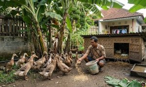 Ternak Mini di Bawah Pohon Pisang: Solusi Praktis Hemat Tempat