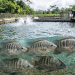 Tips Ampuh Mengatasi Jamur pada Ikan Nila