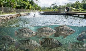 Tips Ampuh Mengatasi Jamur pada Ikan Nila