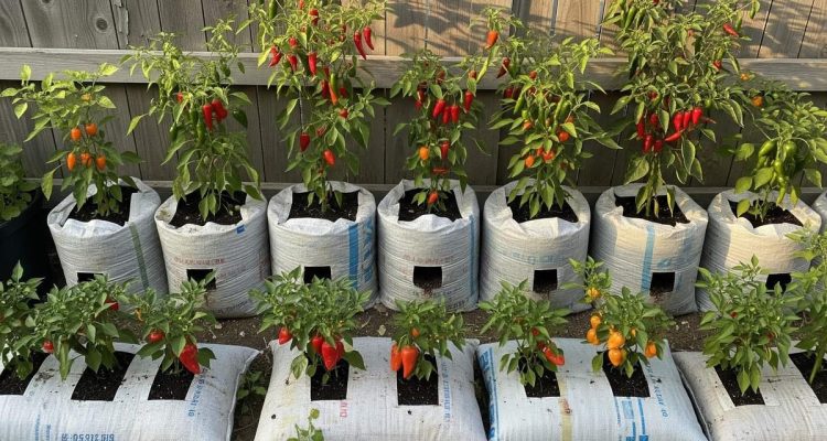 Tips Menanam Cabai dalam Karung untuk Pemula: Solusi Tambahan Penghasilan di Rumah