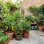 Tips Sukses Berkebun Buah di Lahan Beton Terbatas