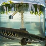 Trik Jitu Merawat Ikan Gabus dalam Galon agar Tumbuh Cepat dan Sehat